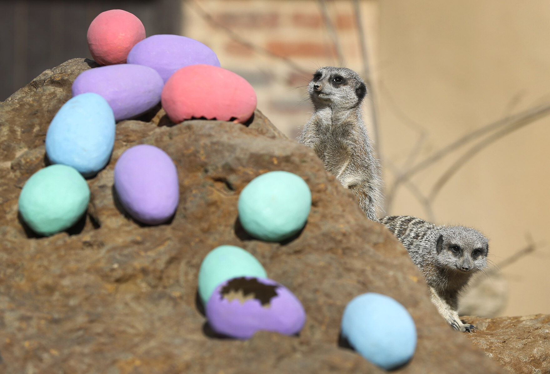 Two meerkats are playing with some easter eggs.