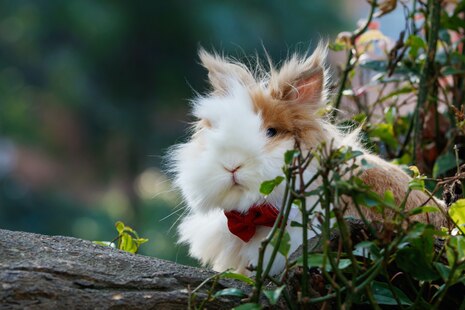 A bunny sits next to a tree.