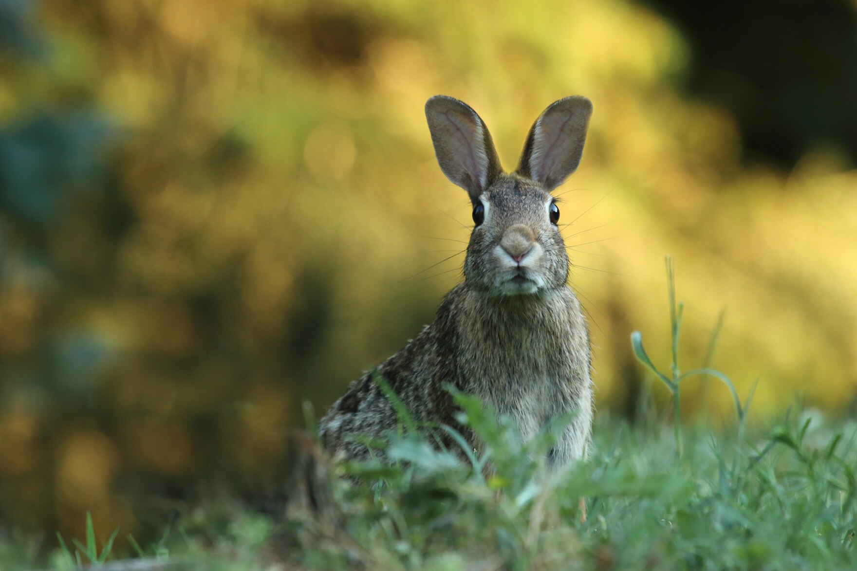 Ein Hase sitzt auf einer Wiese.