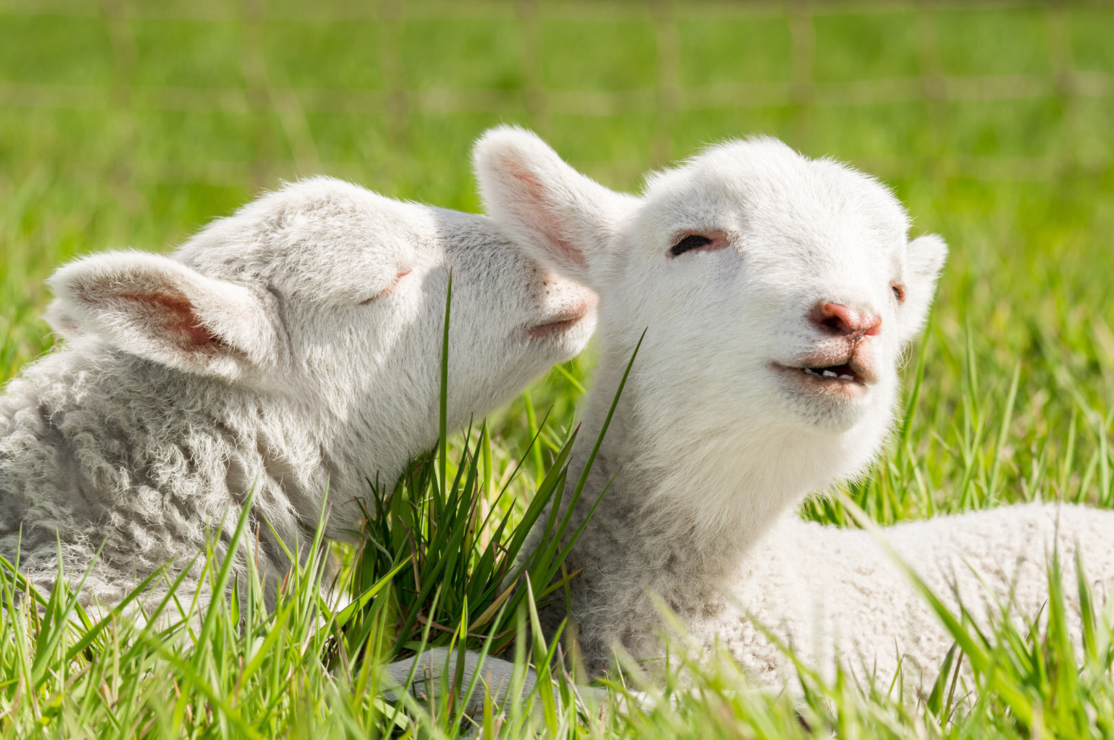 Two lambs are lying in a meadow. 