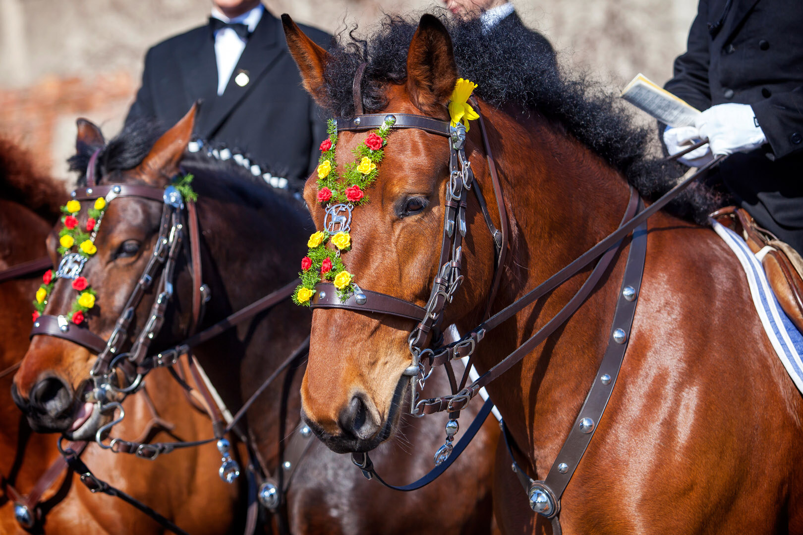 Horses have been decorated with flowers.