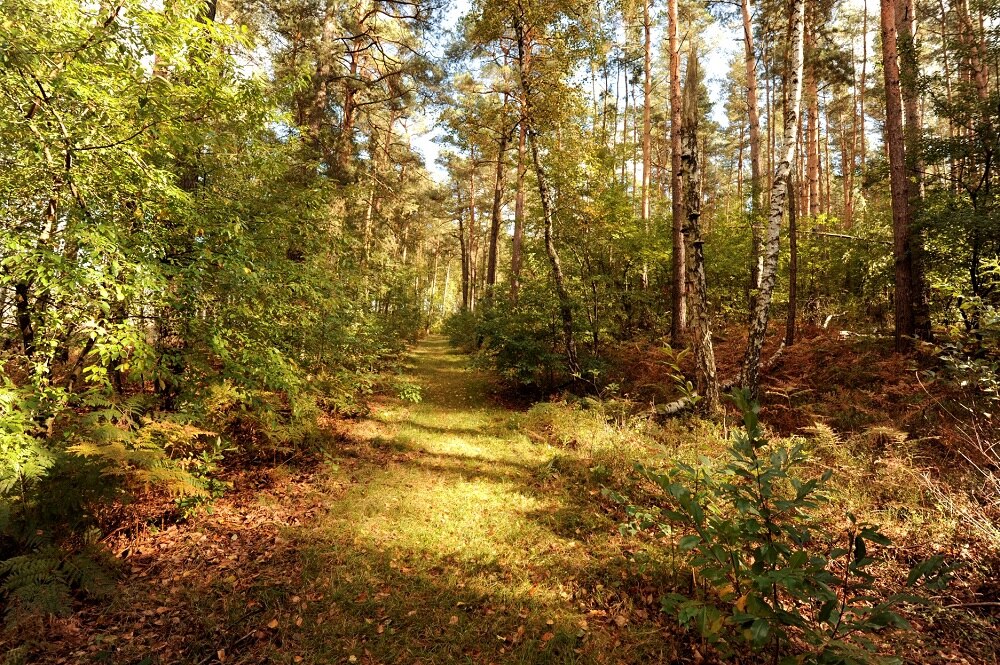 Blick auf einen Wanderweg in der Dahlener Heide.